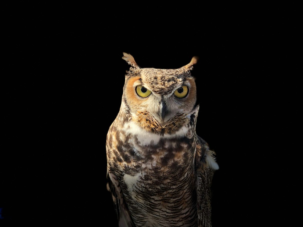 an owl signifying wisdom.
